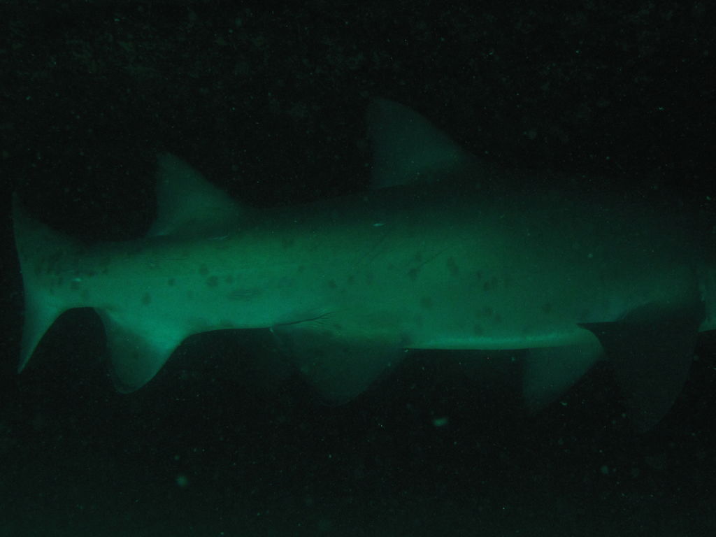 a1847107-913b-4b41-841d-55b439910202