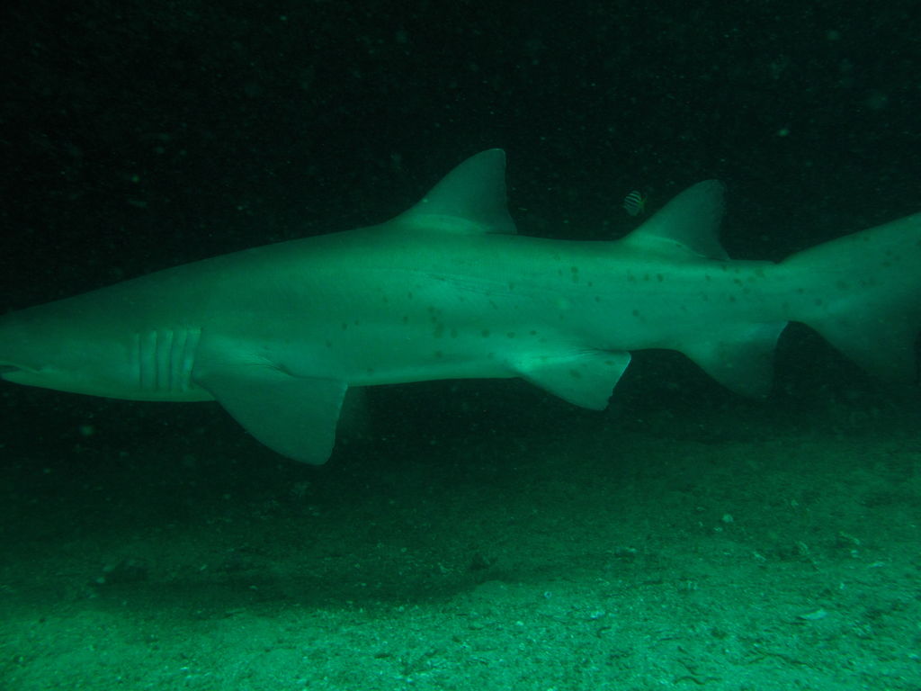 51969bcc-11e6-4e5a-a9cc-73e7e6afacdd