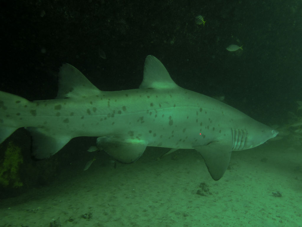 382f994f-a4ca-47ff-8436-51441d23d83f