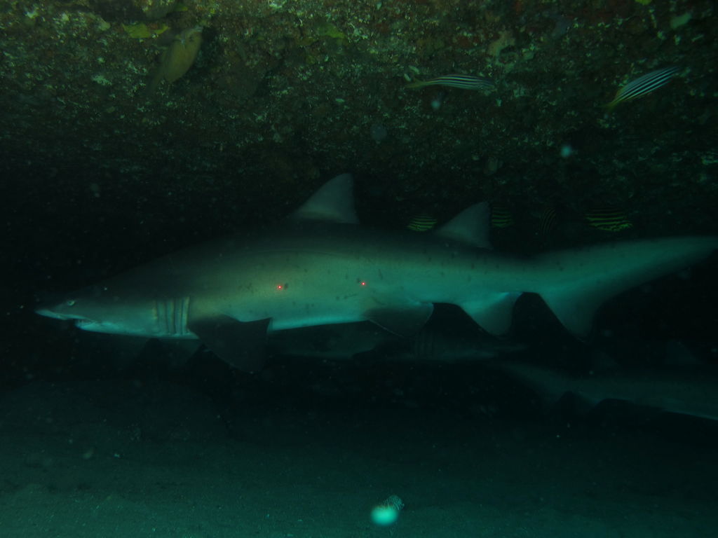 3abe5446-1416-4ba5-9bee-83dadeed9021