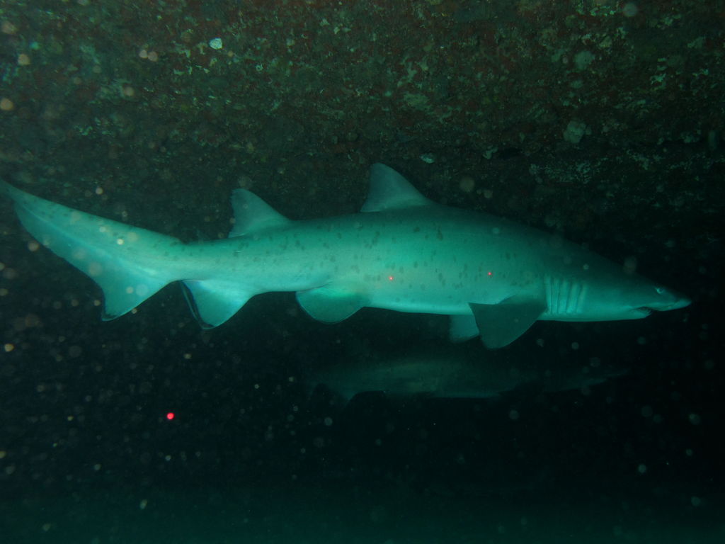 11d7ec0e-ccd7-4ffd-8545-0ebcd649d818