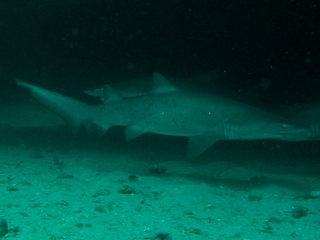 11d7ec0e-ccd7-4ffd-8545-0ebcd649d818