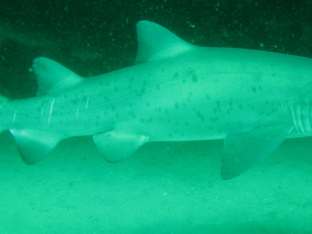 11d7ec0e-ccd7-4ffd-8545-0ebcd649d818