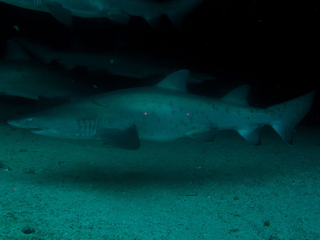 28ec6499-edc8-4a64-a97d-bee4896a56fa