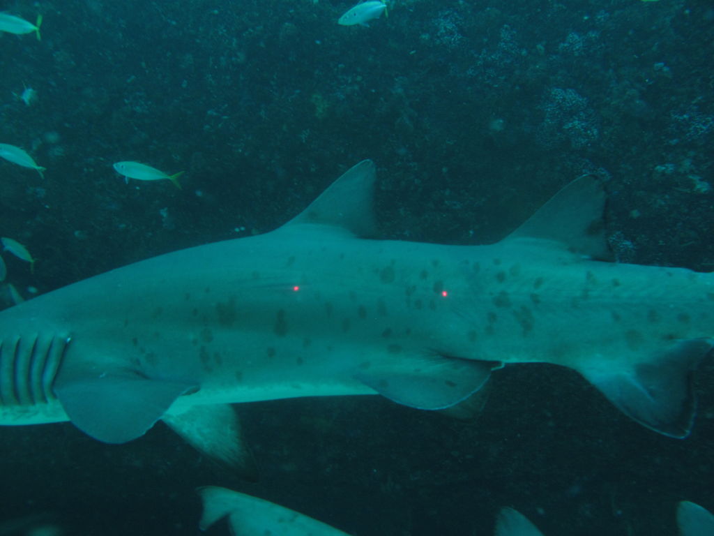 e4afcd61-792a-4bef-b5c8-0975870f0676