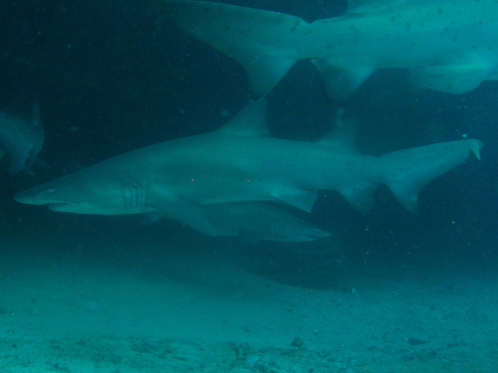 51969bcc-11e6-4e5a-a9cc-73e7e6afacdd