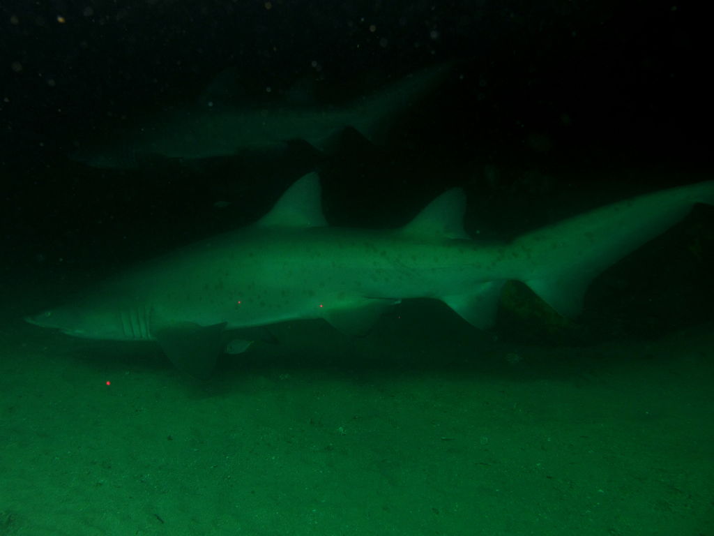 901d0529-cfaf-4583-bf29-03e7ad3fa1c0