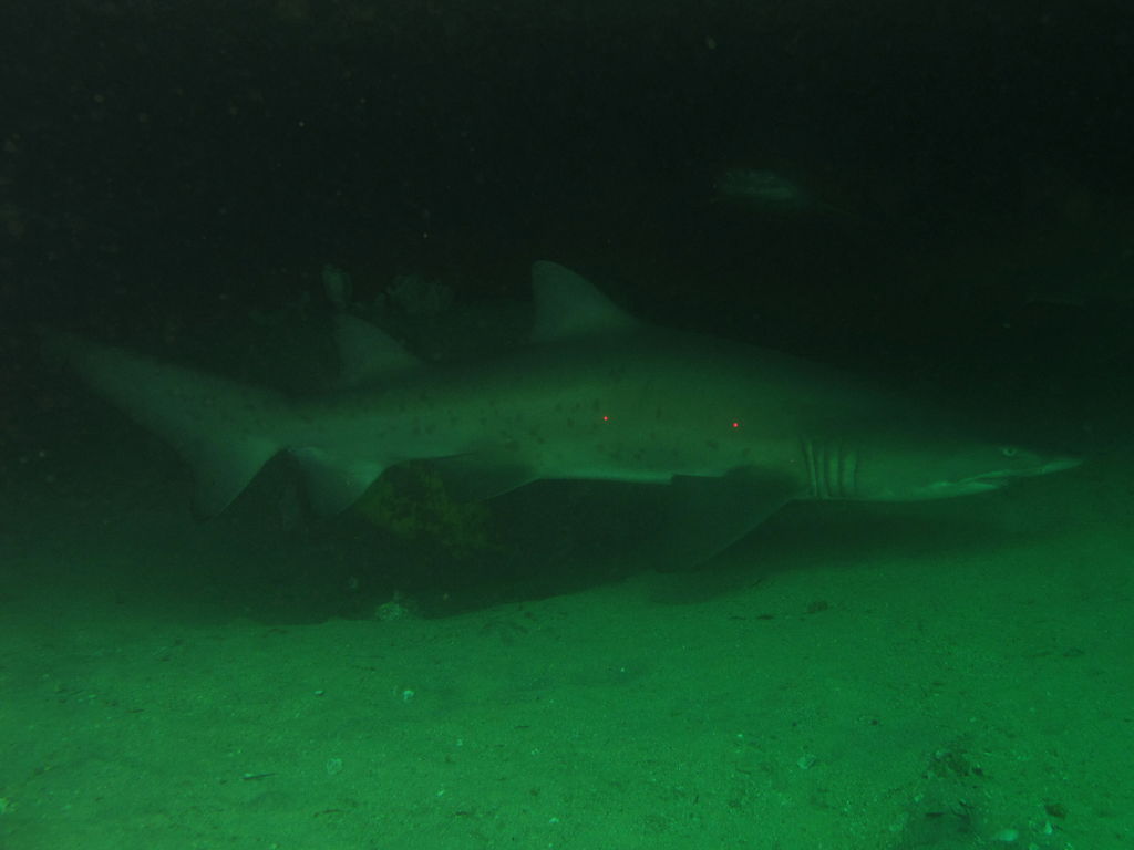 2262d5b5-ea43-4e6c-a529-b20e1c8cf34e