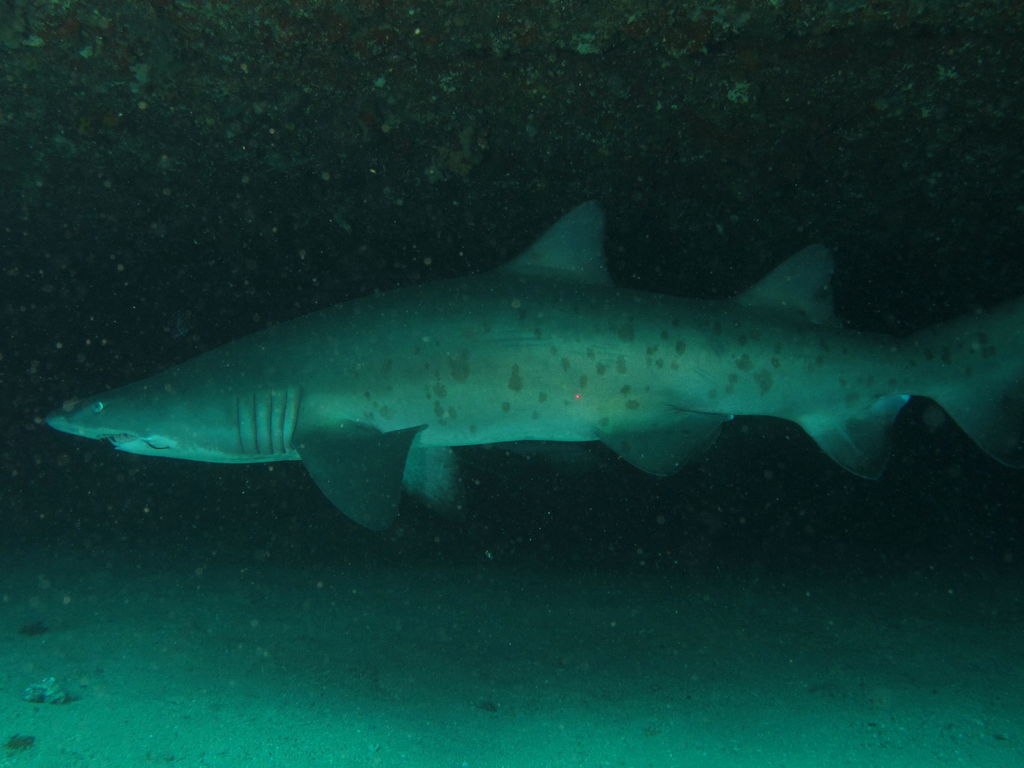 e4afcd61-792a-4bef-b5c8-0975870f0676