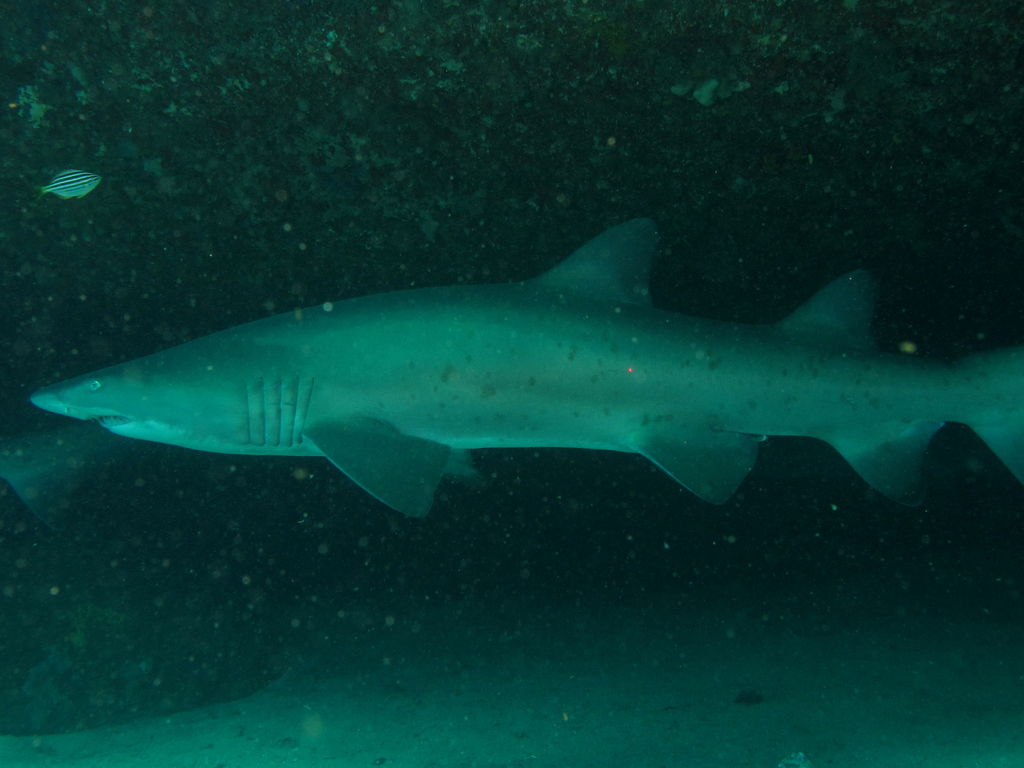 a687afec-5851-4101-a725-be1e4b2e640c