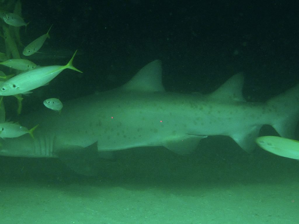 901d0529-cfaf-4583-bf29-03e7ad3fa1c0