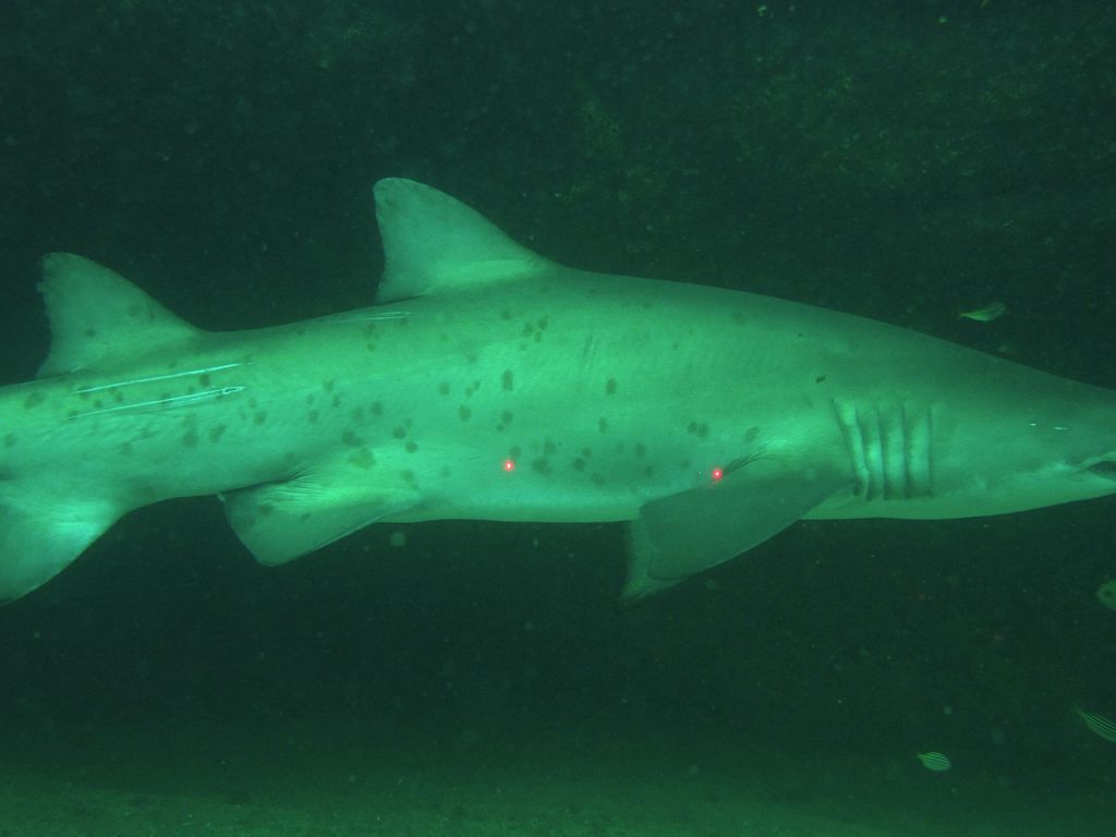 2262d5b5-ea43-4e6c-a529-b20e1c8cf34e