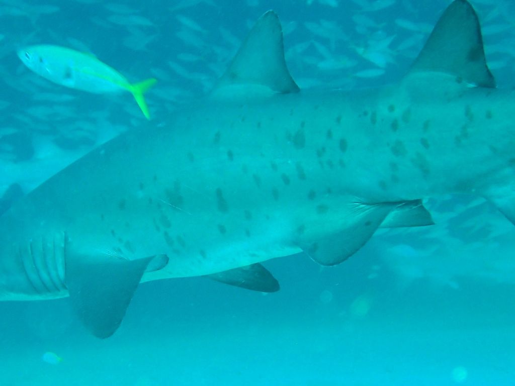 e4afcd61-792a-4bef-b5c8-0975870f0676