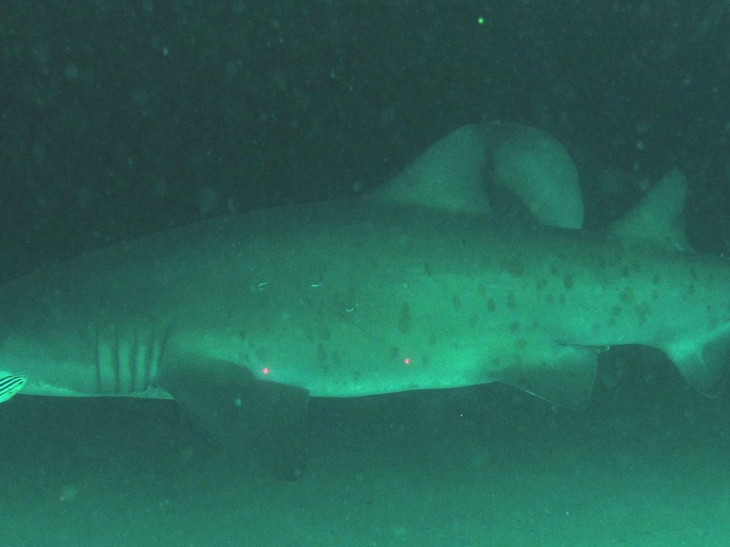 e4afcd61-792a-4bef-b5c8-0975870f0676