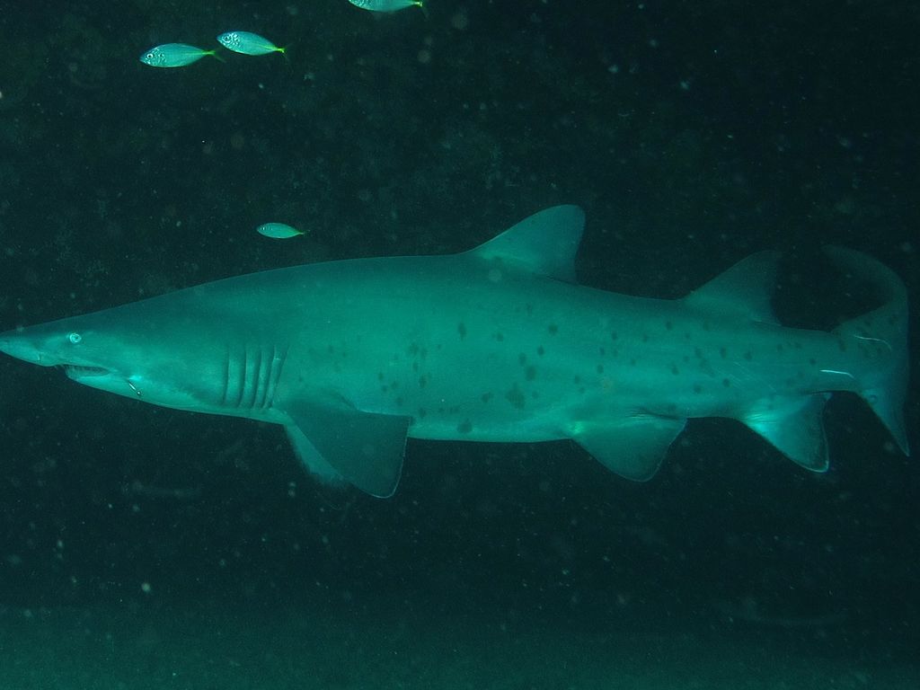 e800577e-97f8-4659-a888-3db60d2b5419