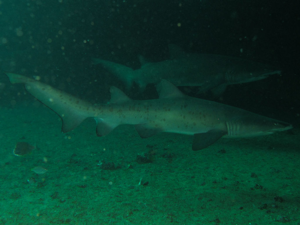 185ba8c4-88d3-416b-9648-81876c3a6bb7