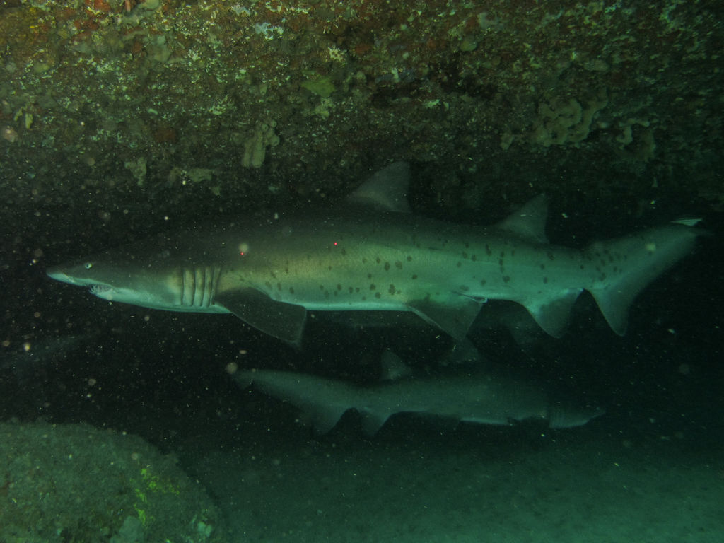 00785751-f167-4c78-8432-7723b92c640a