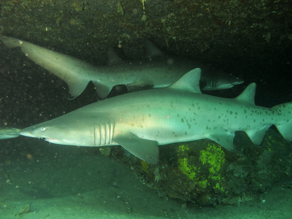 e01fc33c-c7b6-4f95-b517-ee496d1c6522