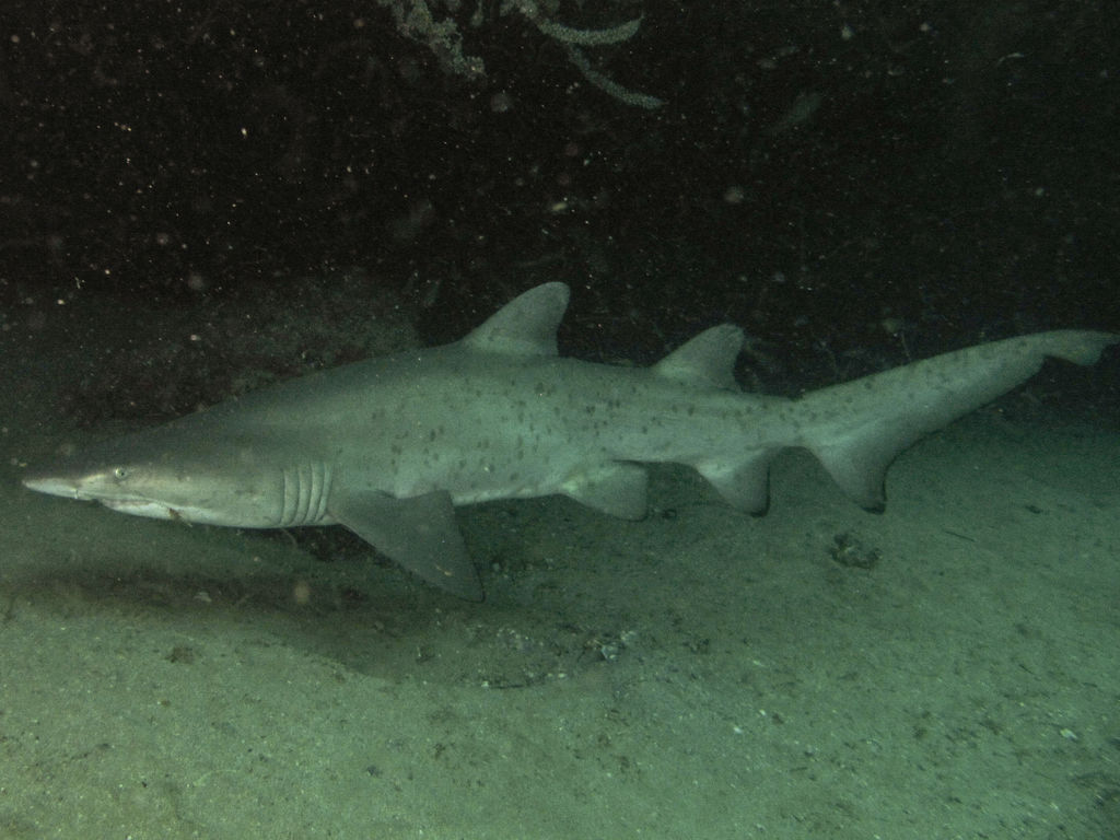 87e14e72-25ef-4da7-bf08-a8902e2e5dc1