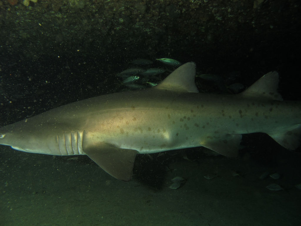 b0dcc4be-2fdf-4306-a4de-ec2f4ad58523