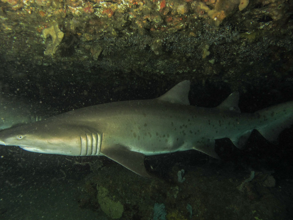 b0dcc4be-2fdf-4306-a4de-ec2f4ad58523