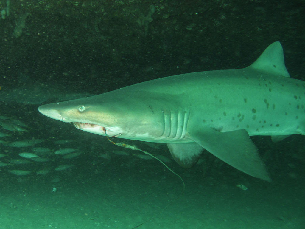 099d4efc-261a-4114-8bad-f54544406047