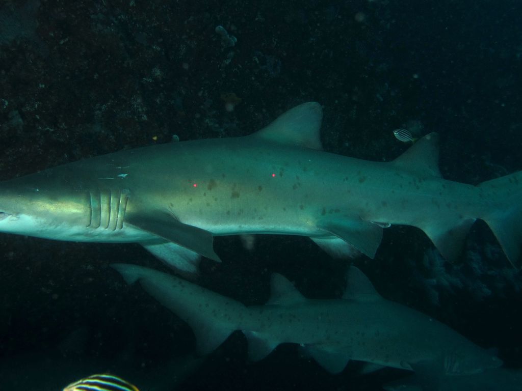 a687afec-5851-4101-a725-be1e4b2e640c