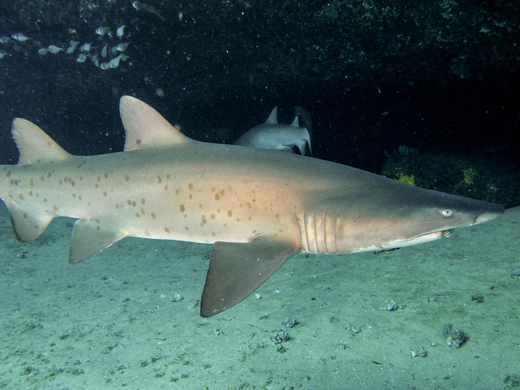 099d4efc-261a-4114-8bad-f54544406047