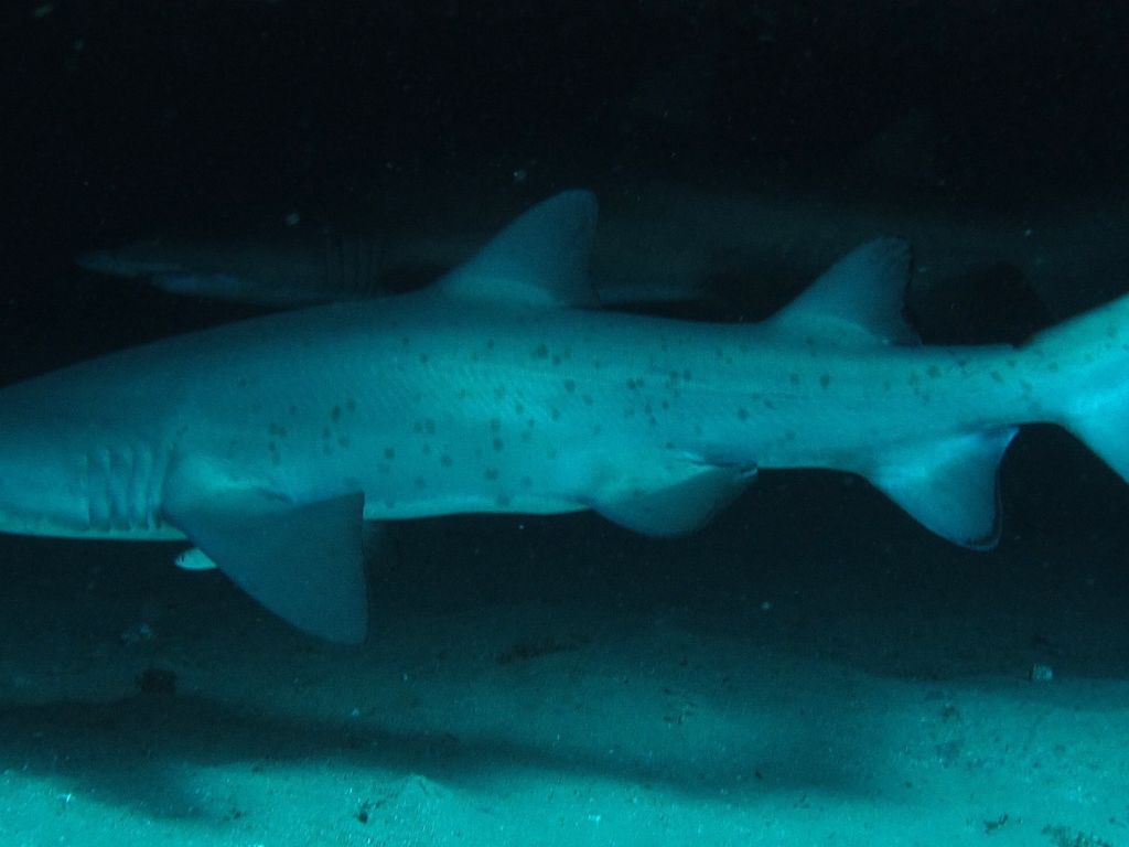 87e14e72-25ef-4da7-bf08-a8902e2e5dc1