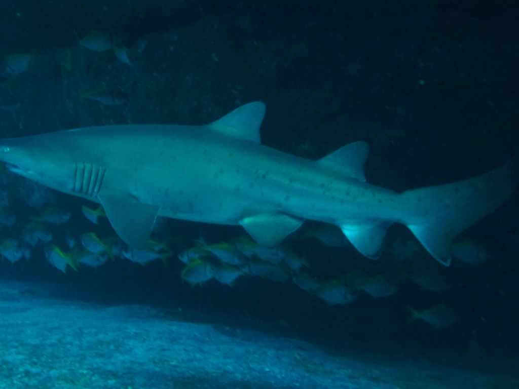 f1451e9b-2587-4440-ba37-7089d274b323