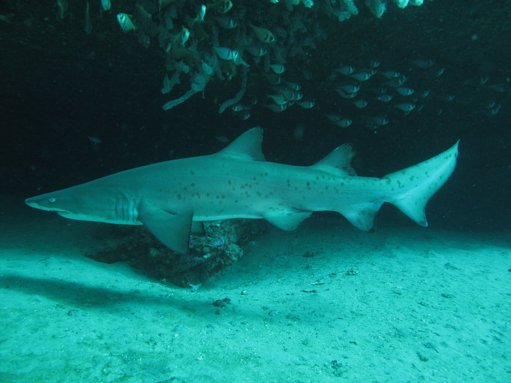 b0dcc4be-2fdf-4306-a4de-ec2f4ad58523