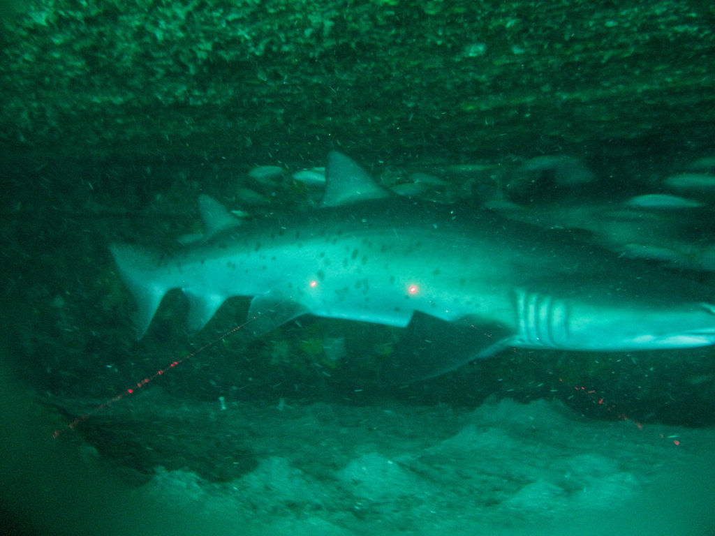 25fe45a3-1db8-478d-84a5-df77940532fd