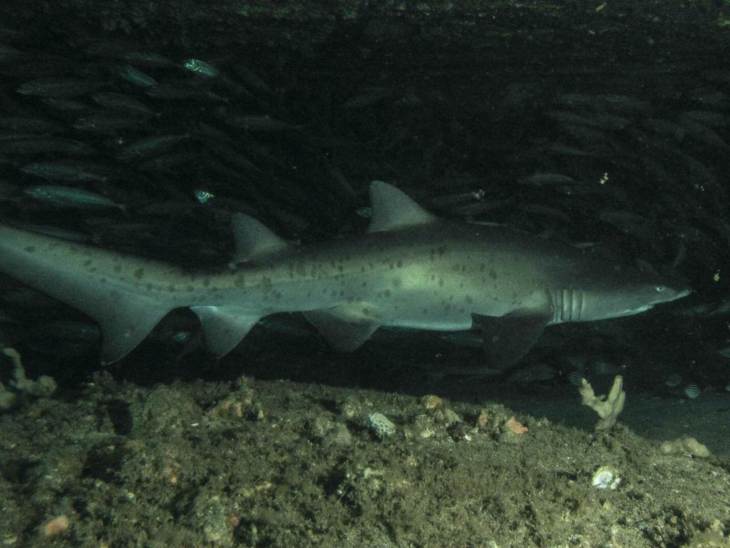 185ba8c4-88d3-416b-9648-81876c3a6bb7