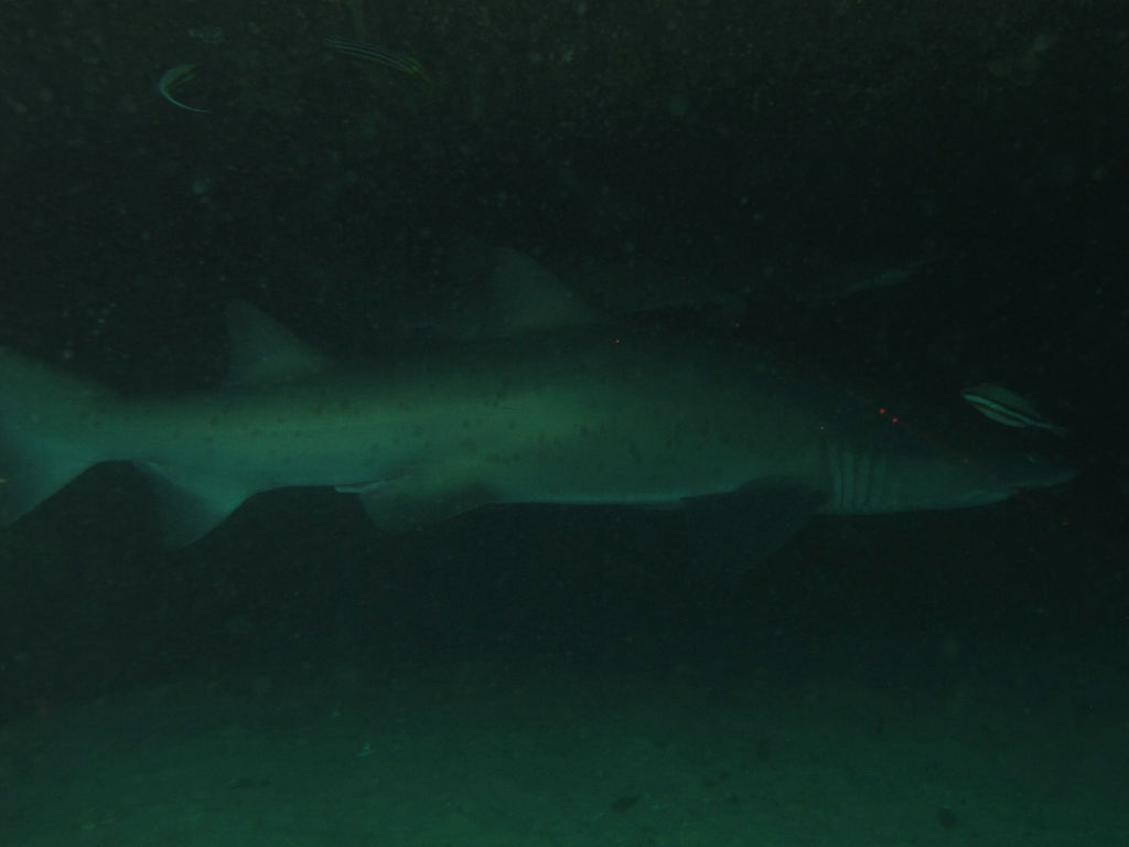 11d7ec0e-ccd7-4ffd-8545-0ebcd649d818