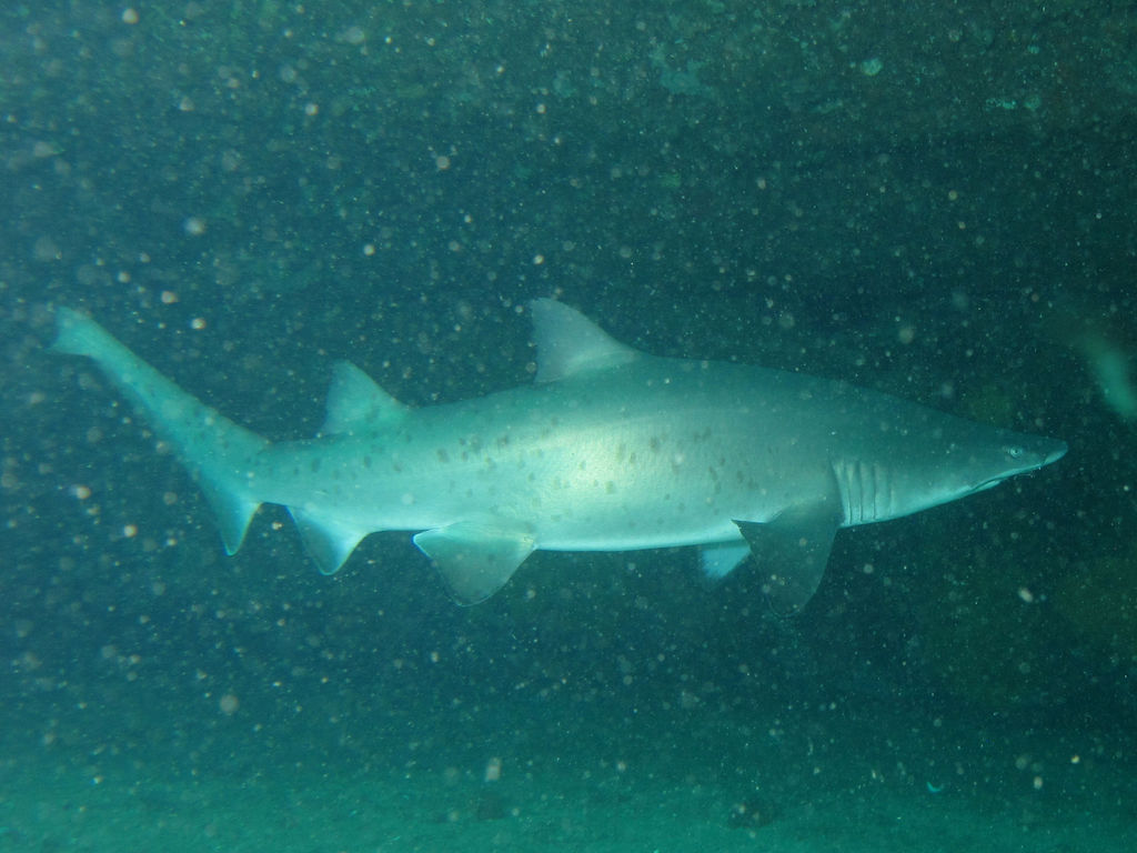 0708cce7-2093-4d4a-b62d-1c1e6a116f02