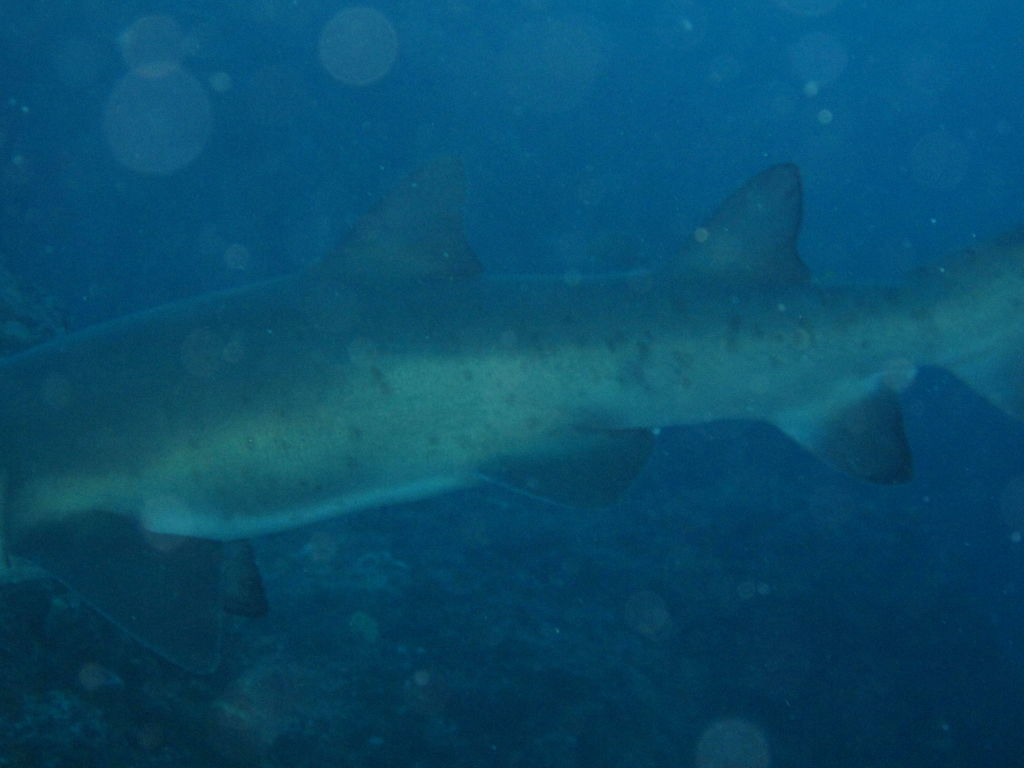 774e3102-755a-43ae-95d6-18e81bf58905