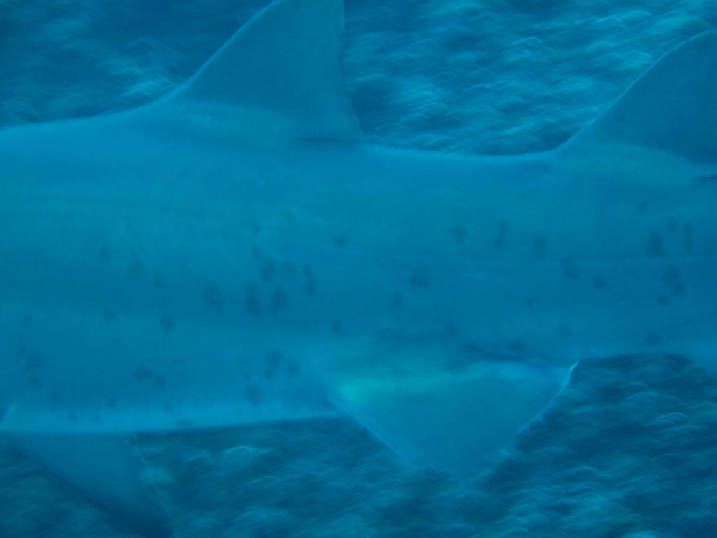 a4fff49d-e60f-4bf9-a4b8-eee9d4edb1e4