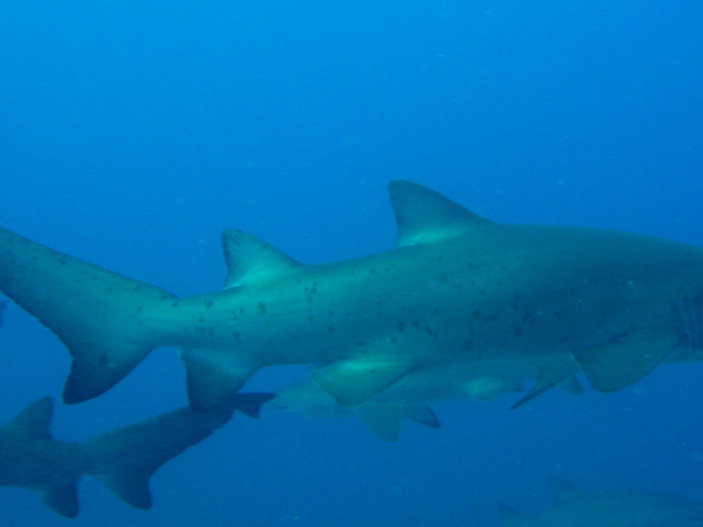 ae6f9a99-593f-427b-9267-4e0e3d6e40af