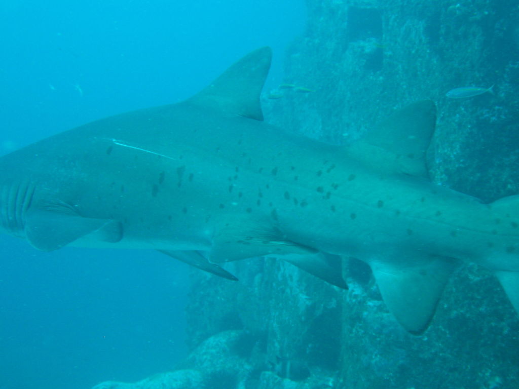 8dd01f29-a9cc-431c-9272-0f631417947f