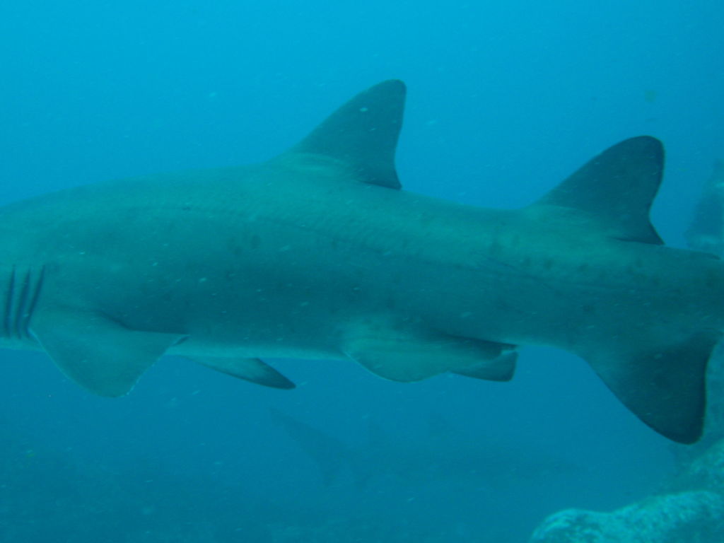 98f3c694-5d87-4d13-8eee-e6d2885da511