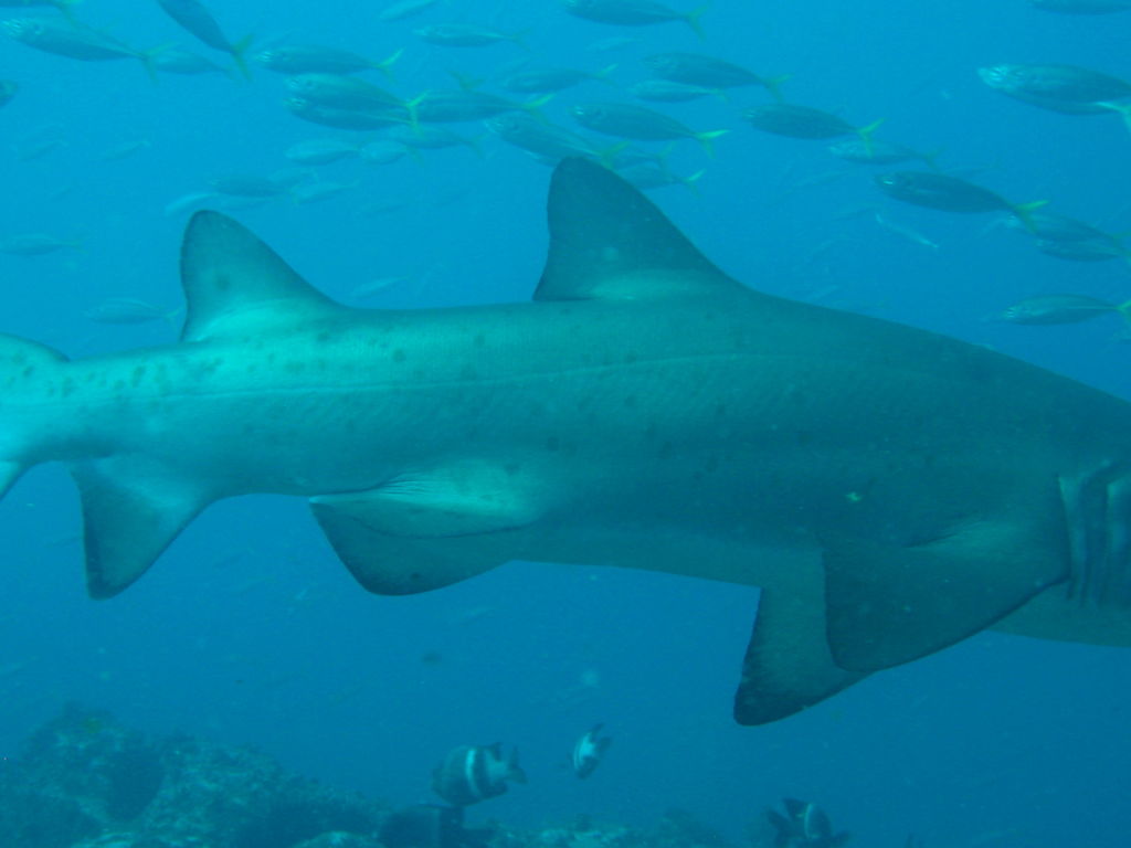 4e518d0a-9060-4af0-9e22-32e28f0d0fc4