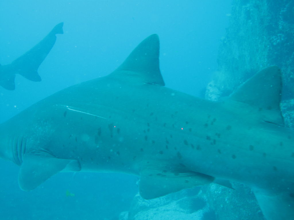 8dd01f29-a9cc-431c-9272-0f631417947f