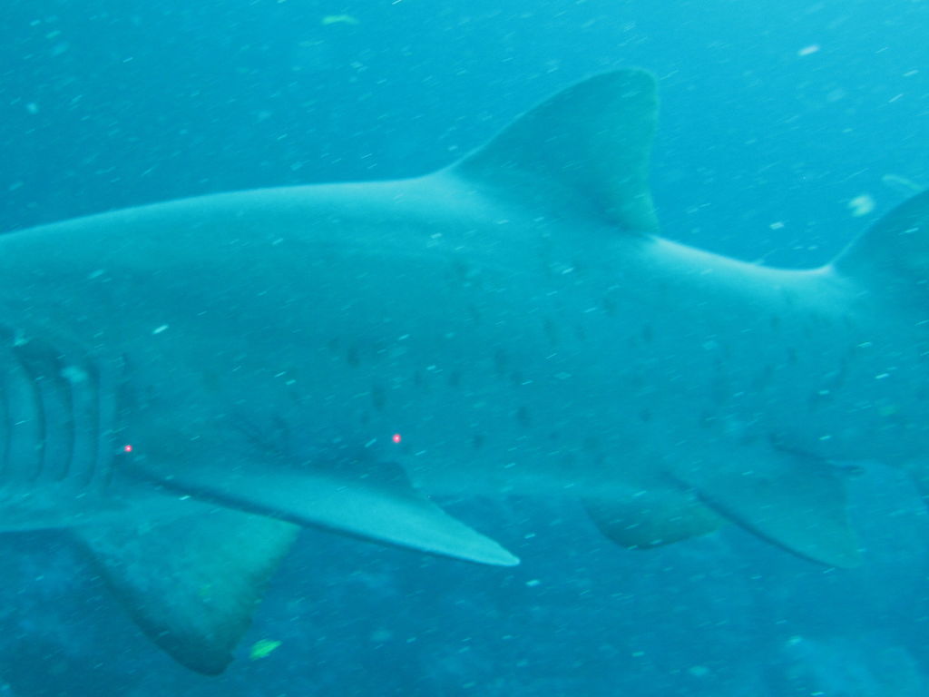 e3396c4e-dd59-460e-bbb9-96735ba0f3e4