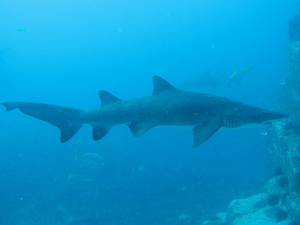 b11f4a86-aa7a-41dd-b275-df53857da2f1