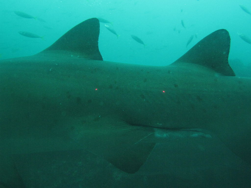 5a0e42fa-6ae7-409d-b247-869f81cd0699