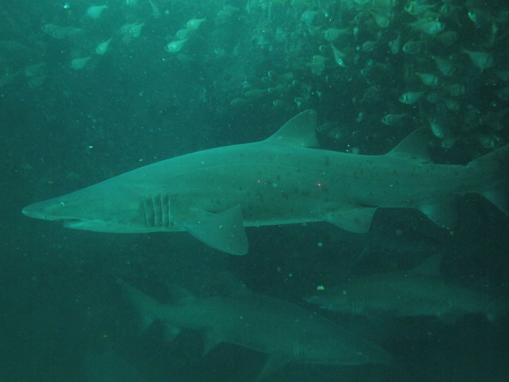 f4c2468b-6221-4721-bacc-06bc3568500c