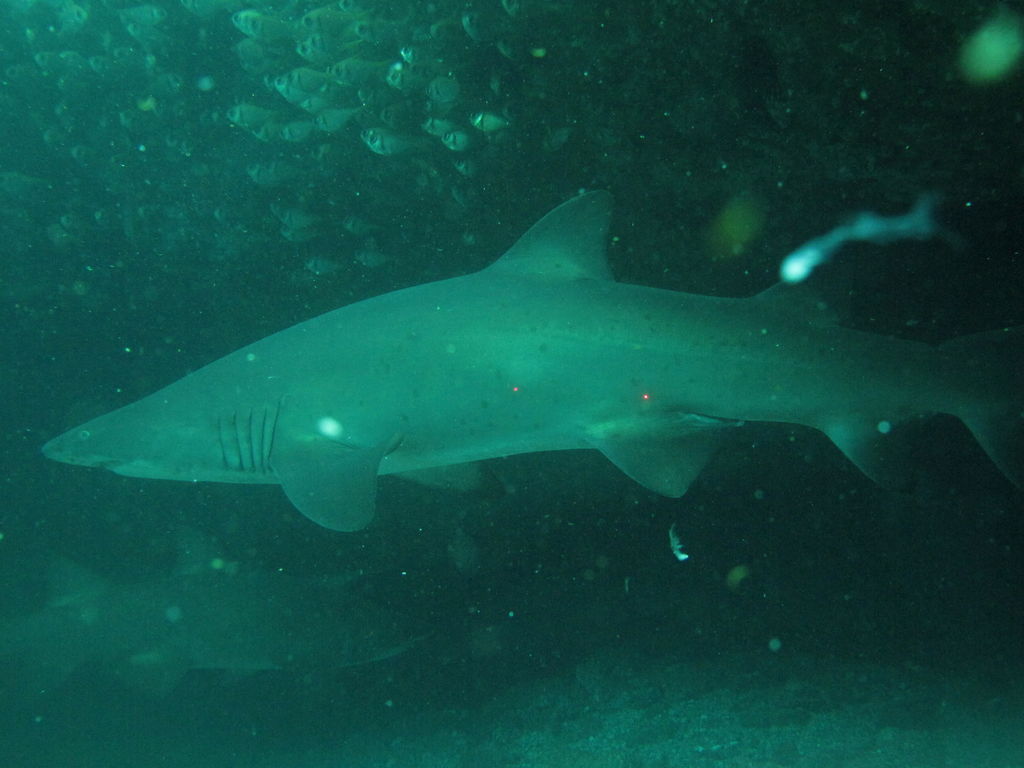 61a184cc-c9e5-4b31-9e6d-330e2f434c1f