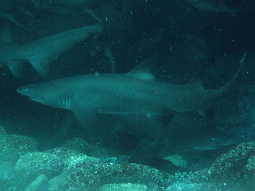 f0778424-8bae-4f26-9182-8c77bb6c764a