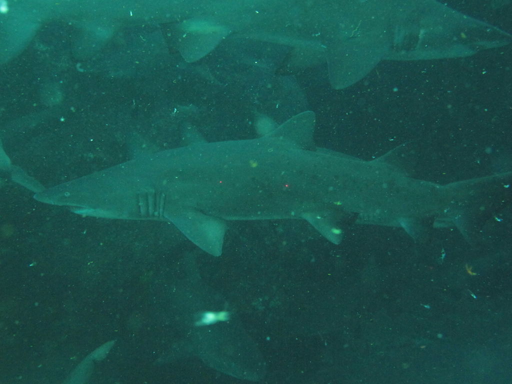 e06f1e97-8601-4f22-937f-93ea99cd243d