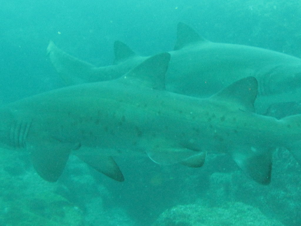 aeb32c75-2c06-44c3-9793-946e473f5281